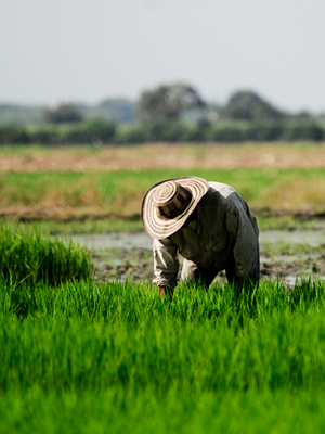 Field workers tending rice plots, Colombia. © CIAT/Neil Palmer 