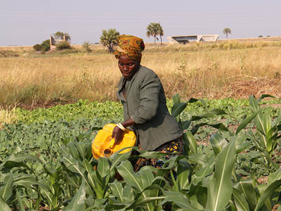 Watering maize plants, Borotse floodplain, Zambia. © E.Hermanowicz / Bioversity International