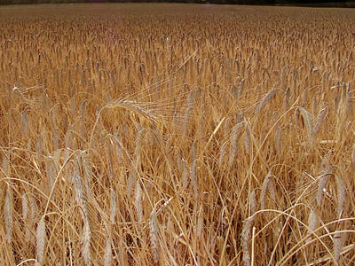 Fields of wheat, South Africa © Victor Geere