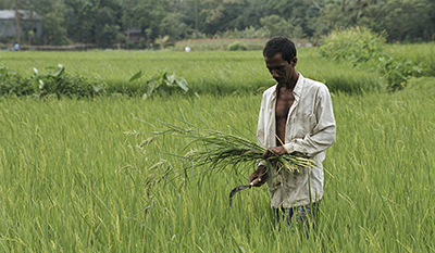 Rice farmer in central Bangladesh. © Scott Wallace / World Bank