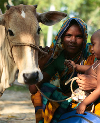 A woman carries her child while tending to the cow she received as part of Chars Livelihoods Programme. © Mahmud/Map/CLP